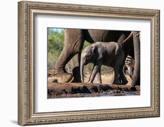 African elephant (Loxodonta africana) calf at waterhole, Mashatu Game Reserve, Botswana, Africa-Sergio Pitamitz-Framed Photographic Print
