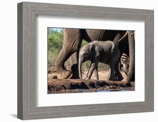 African elephant (Loxodonta africana) calf at waterhole, Mashatu Game Reserve, Botswana, Africa-Sergio Pitamitz-Framed Photographic Print