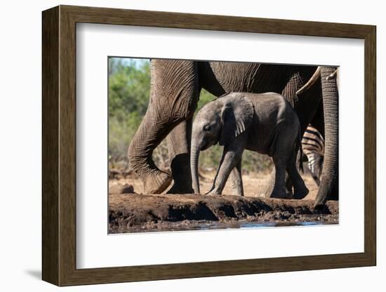 African elephant (Loxodonta africana) calf at waterhole, Mashatu Game Reserve, Botswana, Africa-Sergio Pitamitz-Framed Photographic Print