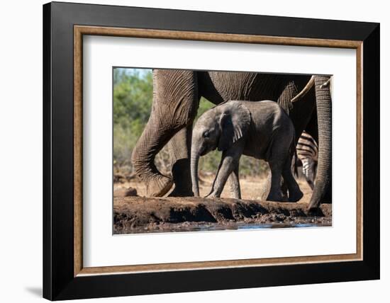 African elephant (Loxodonta africana) calf at waterhole, Mashatu Game Reserve, Botswana, Africa-Sergio Pitamitz-Framed Photographic Print