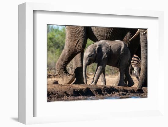 African elephant (Loxodonta africana) calf at waterhole, Mashatu Game Reserve, Botswana, Africa-Sergio Pitamitz-Framed Photographic Print