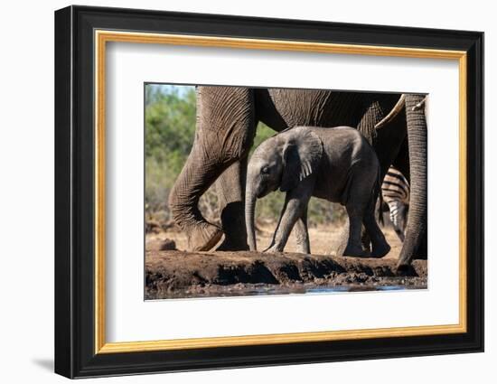 African elephant (Loxodonta africana) calf at waterhole, Mashatu Game Reserve, Botswana, Africa-Sergio Pitamitz-Framed Photographic Print