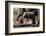 African elephant (Loxodonta africana) calf at waterhole, Mashatu Game Reserve, Botswana, Africa-Sergio Pitamitz-Framed Photographic Print