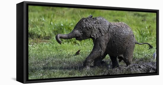 African Elephant (Loxodonta Africana) Calf Covered in Mud-Cheryl-Samantha Owen-Framed Premier Image Canvas