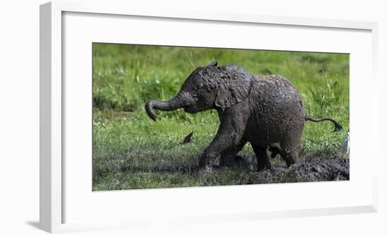 African Elephant (Loxodonta Africana) Calf Covered in Mud-Cheryl-Samantha Owen-Framed Photographic Print