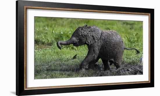 African Elephant (Loxodonta Africana) Calf Covered in Mud-Cheryl-Samantha Owen-Framed Photographic Print