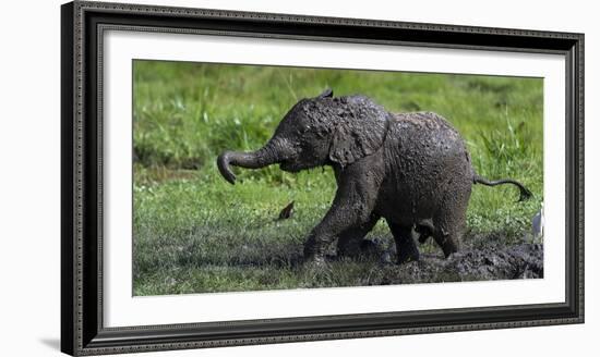 African Elephant (Loxodonta Africana) Calf Covered in Mud-Cheryl-Samantha Owen-Framed Photographic Print