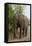 African Elephant (Loxodonta Africana), Chobe National Park, Botswana, Africa-Sergio Pitamitz-Framed Premier Image Canvas
