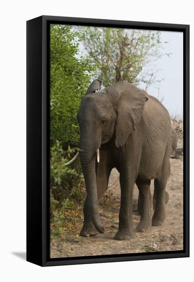 African Elephant (Loxodonta Africana), Chobe National Park, Botswana, Africa-Sergio Pitamitz-Framed Premier Image Canvas