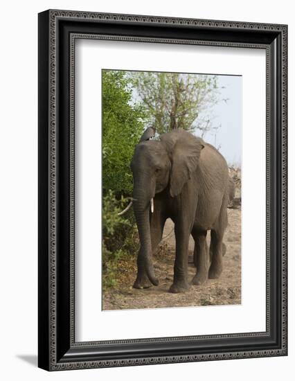 African Elephant (Loxodonta Africana), Chobe National Park, Botswana, Africa-Sergio Pitamitz-Framed Photographic Print