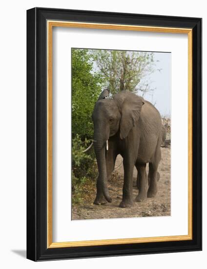 African Elephant (Loxodonta Africana), Chobe National Park, Botswana, Africa-Sergio Pitamitz-Framed Photographic Print