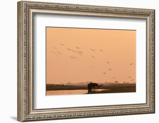 African Elephant (Loxodonta Africana), Chobe National Park, Botswana, Africa-Sergio Pitamitz-Framed Photographic Print