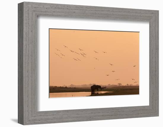 African Elephant (Loxodonta Africana), Chobe National Park, Botswana, Africa-Sergio Pitamitz-Framed Photographic Print