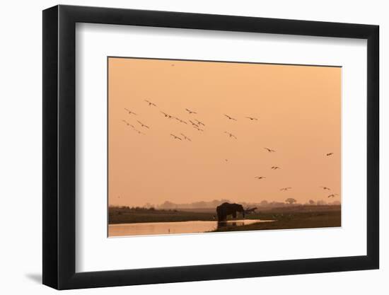 African Elephant (Loxodonta Africana), Chobe National Park, Botswana, Africa-Sergio Pitamitz-Framed Photographic Print