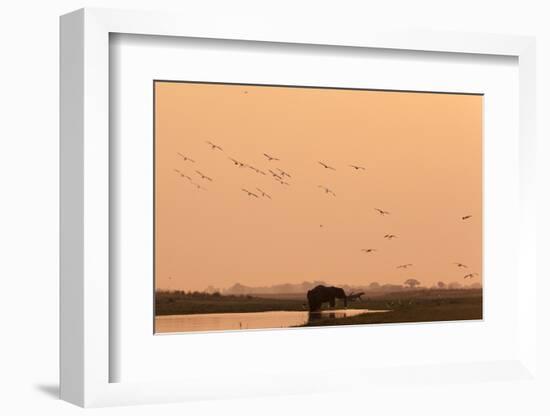 African Elephant (Loxodonta Africana), Chobe National Park, Botswana, Africa-Sergio Pitamitz-Framed Photographic Print