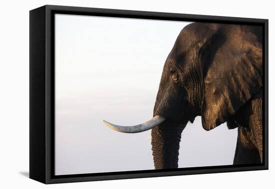 African elephant (Loxodonta africana), Chobe National Park, Botswana, Africa-Ann and Steve Toon-Framed Premier Image Canvas