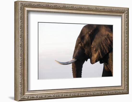 African elephant (Loxodonta africana), Chobe National Park, Botswana, Africa-Ann and Steve Toon-Framed Photographic Print