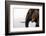 African elephant (Loxodonta africana), Chobe National Park, Botswana, Africa-Ann and Steve Toon-Framed Photographic Print