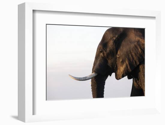 African elephant (Loxodonta africana), Chobe National Park, Botswana, Africa-Ann and Steve Toon-Framed Photographic Print