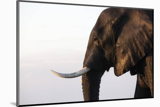 African elephant (Loxodonta africana), Chobe National Park, Botswana, Africa-Ann and Steve Toon-Mounted Photographic Print