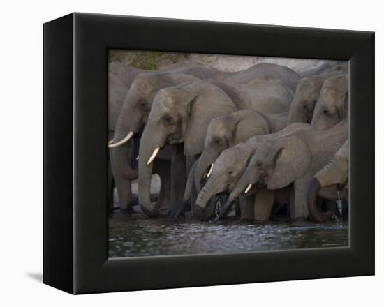 African Elephant, Loxodonta Africana, Chobe National Park, Chobe River, Botswana, Africa-Thorsten Milse-Framed Premier Image Canvas