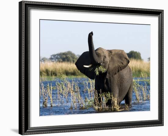 African Elephant, (Loxodonta Africana), Chobe River, Chobe N.P., Botswana-Thorsten Milse-Framed Photographic Print