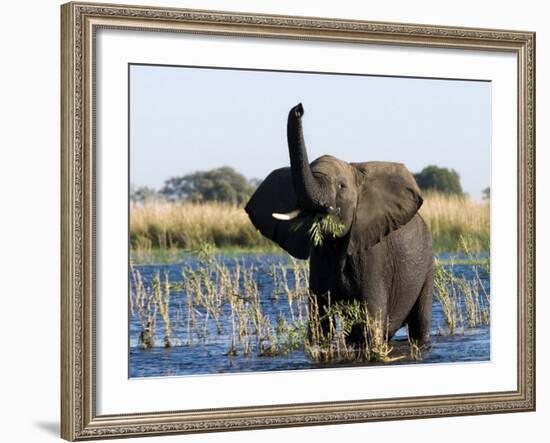 African Elephant, (Loxodonta Africana), Chobe River, Chobe N.P., Botswana-Thorsten Milse-Framed Photographic Print