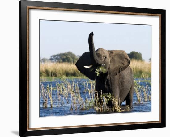 African Elephant, (Loxodonta Africana), Chobe River, Chobe N.P., Botswana-Thorsten Milse-Framed Photographic Print