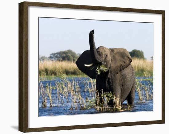 African Elephant, (Loxodonta Africana), Chobe River, Chobe N.P., Botswana-Thorsten Milse-Framed Photographic Print