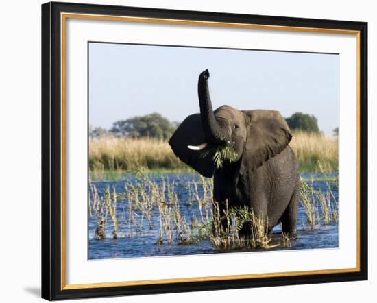 African Elephant, (Loxodonta Africana), Chobe River, Chobe N.P., Botswana-Thorsten Milse-Framed Photographic Print