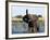 African Elephant, (Loxodonta Africana), Chobe River, Chobe N.P., Botswana-Thorsten Milse-Framed Photographic Print