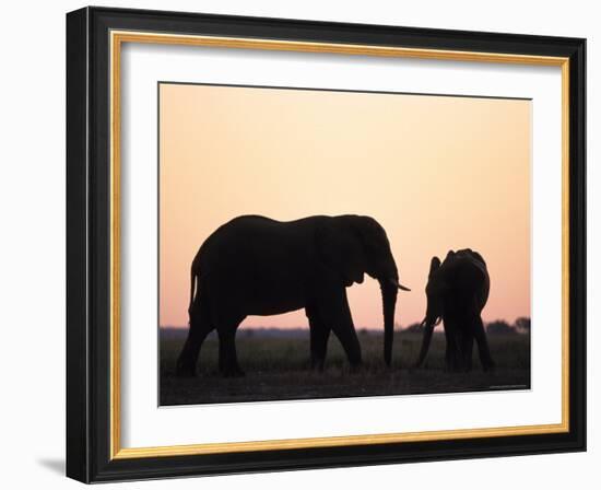 African Elephant, (Loxodonta Africana), Chobe River, Chobe National Park, Botswana-Thorsten Milse-Framed Photographic Print