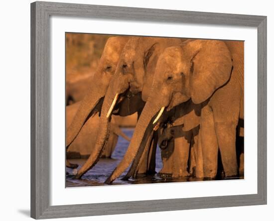 African Elephant, (Loxodonta Africana), Chobe River, Chobe National Park, Botswana-Thorsten Milse-Framed Photographic Print