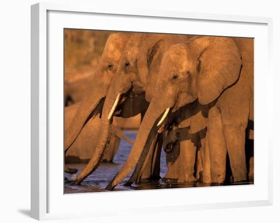 African Elephant, (Loxodonta Africana), Chobe River, Chobe National Park, Botswana-Thorsten Milse-Framed Photographic Print