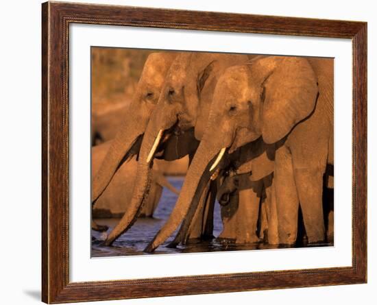 African Elephant, (Loxodonta Africana), Chobe River, Chobe National Park, Botswana-Thorsten Milse-Framed Photographic Print