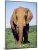 African Elephant, Loxodonta Africana, Covered in Mud, Addo, South Africa, Africa-Ann & Steve Toon-Mounted Photographic Print