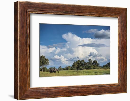 African Elephant (Loxodonta Africana) Drinking from Water, Okavango Delta, Botswana-Wim van den Heever-Framed Photographic Print