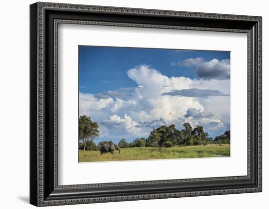 African Elephant (Loxodonta Africana) Drinking from Water, Okavango Delta, Botswana-Wim van den Heever-Framed Photographic Print