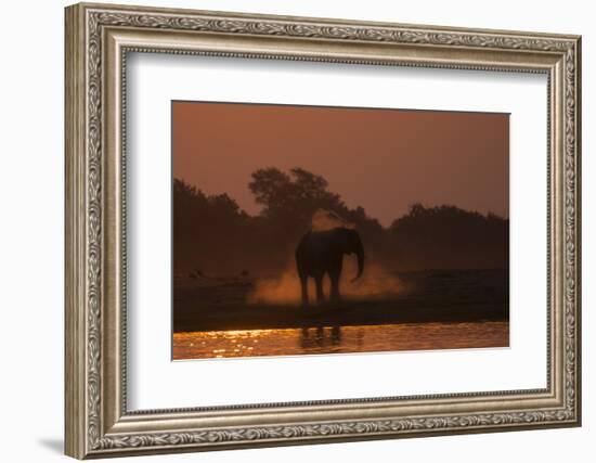 African elephant (Loxodonta africana) dusting at sunset, Chobe National Park, Botswana-Ann and Steve Toon-Framed Photographic Print