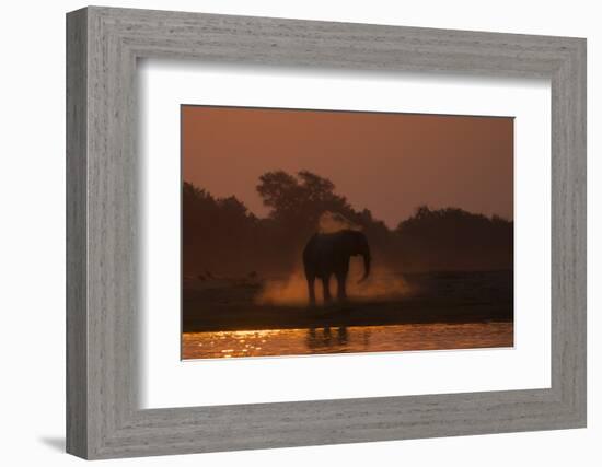 African elephant (Loxodonta africana) dusting at sunset, Chobe National Park, Botswana-Ann and Steve Toon-Framed Photographic Print