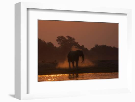 African elephant (Loxodonta africana) dusting at sunset, Chobe National Park, Botswana-Ann and Steve Toon-Framed Photographic Print