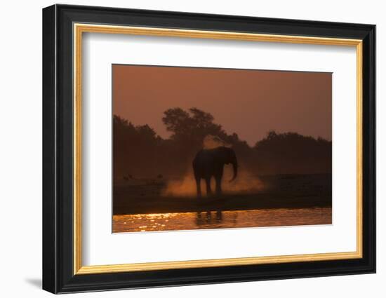 African elephant (Loxodonta africana) dusting at sunset, Chobe National Park, Botswana-Ann and Steve Toon-Framed Photographic Print