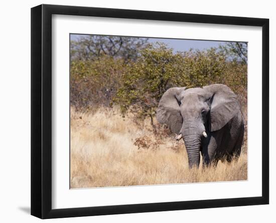 African Elephant (Loxodonta Africana), Etosha National Park, Namibia, Africa-Sergio Pitamitz-Framed Photographic Print