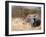 African Elephant (Loxodonta Africana), Etosha National Park, Namibia, Africa-Sergio Pitamitz-Framed Photographic Print