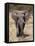 African Elephant (Loxodonta Africana), Etosha National Park, Namibia, Africa-Sergio Pitamitz-Framed Premier Image Canvas