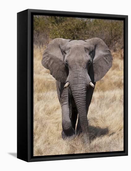 African Elephant (Loxodonta Africana), Etosha National Park, Namibia, Africa-Sergio Pitamitz-Framed Premier Image Canvas
