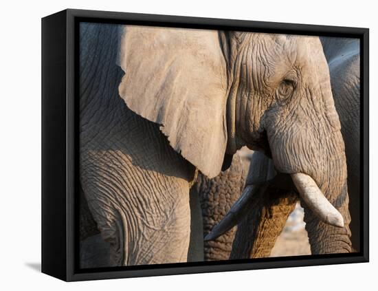 African Elephant (Loxodonta Africana), Etosha National Park, Namibia, Africa-Sergio Pitamitz-Framed Premier Image Canvas