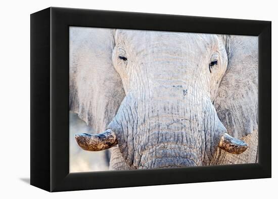 African Elephant (Loxodonta Africana), Etosha National Park, Namibia-null-Framed Stretched Canvas