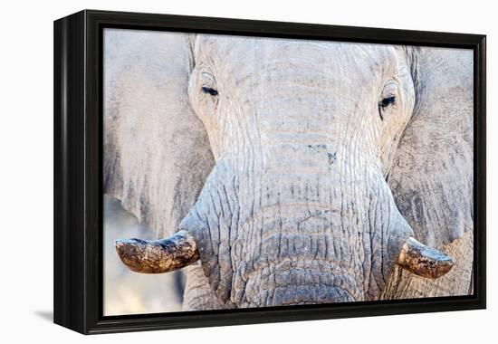 African Elephant (Loxodonta Africana), Etosha National Park, Namibia-null-Framed Stretched Canvas