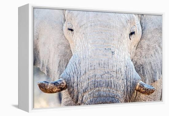 African Elephant (Loxodonta Africana), Etosha National Park, Namibia-null-Framed Stretched Canvas